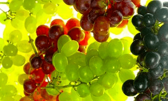 ispravak prehrane za proširene vene